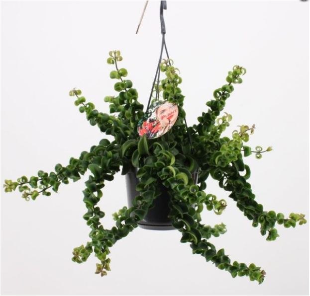 Aeschynanthus Rasta hanging pot