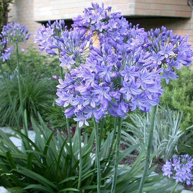 Agapanthus   Blue Storm