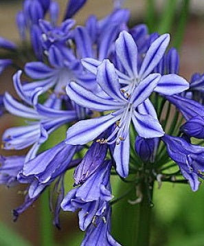 Agapanthus Charlotte