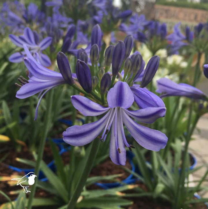 Agapanthus Charlotte