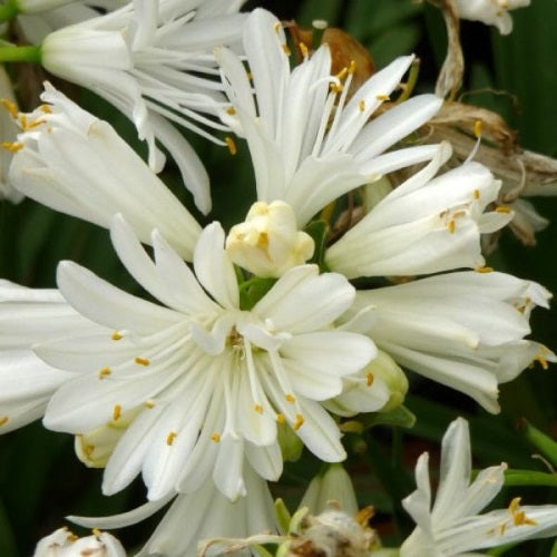 Agapanthus Double Diamond