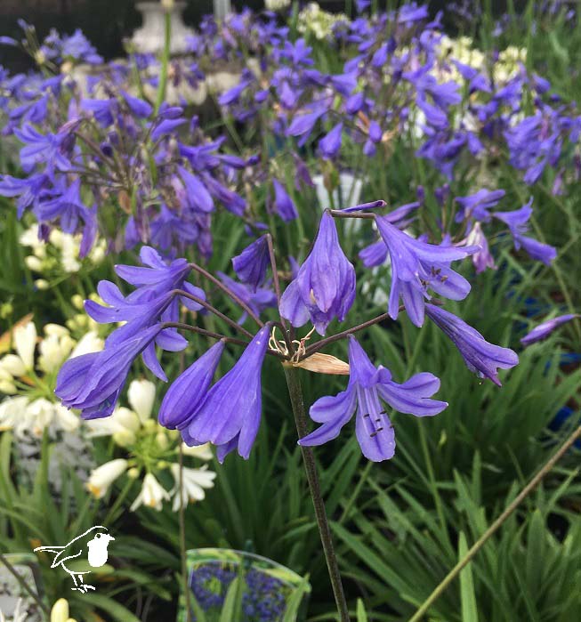Agapanthus Navy Blue - Herbaceous - Windyridge Garden Centre