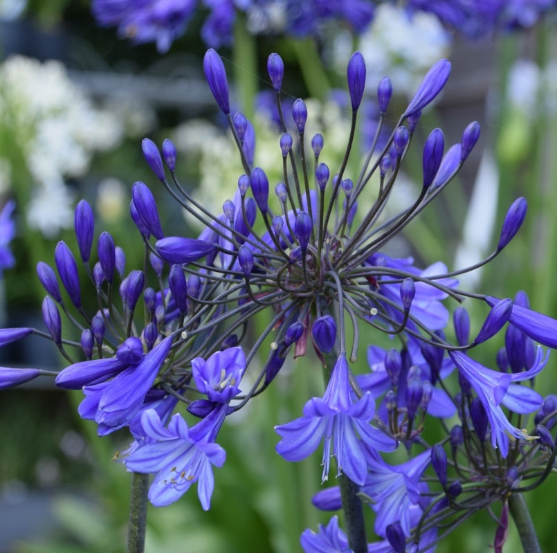 African Lily Agapanthus  Jacaranda (3Ltr Pot)