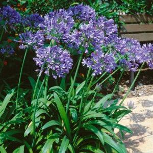 Agapanthus or. Blue Umbrella