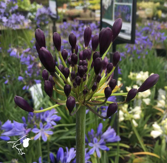 Agapanthus Poppin  Purple - Herbaceous - Windyridge Garden Centre