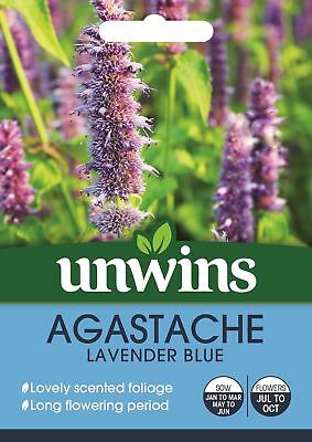 Agastache Lavender Blue
