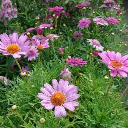 Agryanthemum Pink