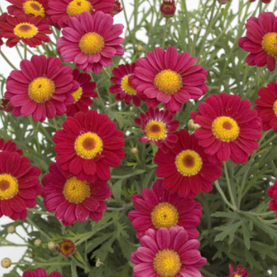 Agryanthemum  Starlight Red