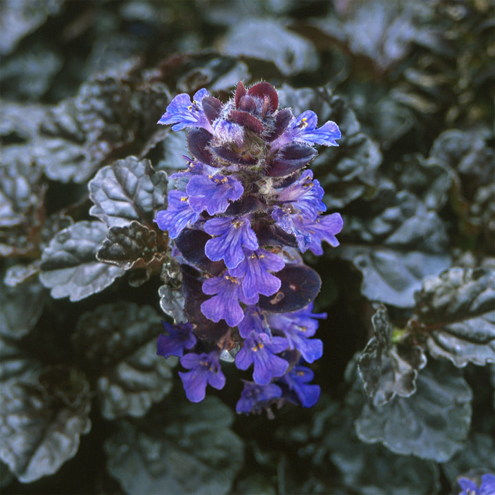 Ajuga Black Scallop