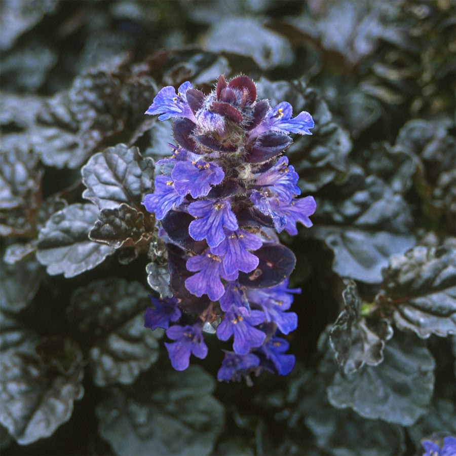 Ajuga Braunherz 1L - Bedding - Windyridge Garden Centre