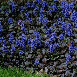 Ajuga Black Scallop