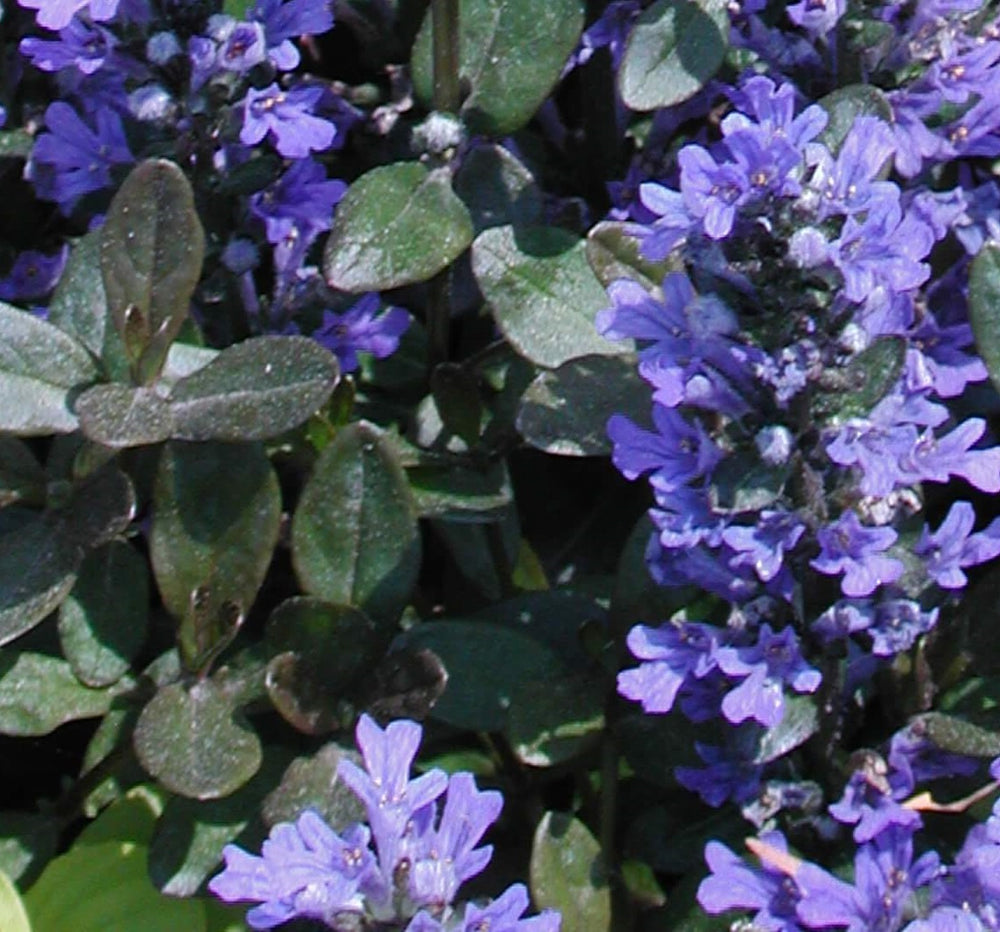 Ajuga Reptans Chocolate Chip - Herbaceous - Windyridge Garden Centre