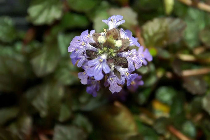 Ajuga Reptans Burgundy Glow 1 Ltr - Bedding - Windyridge Garden Centre