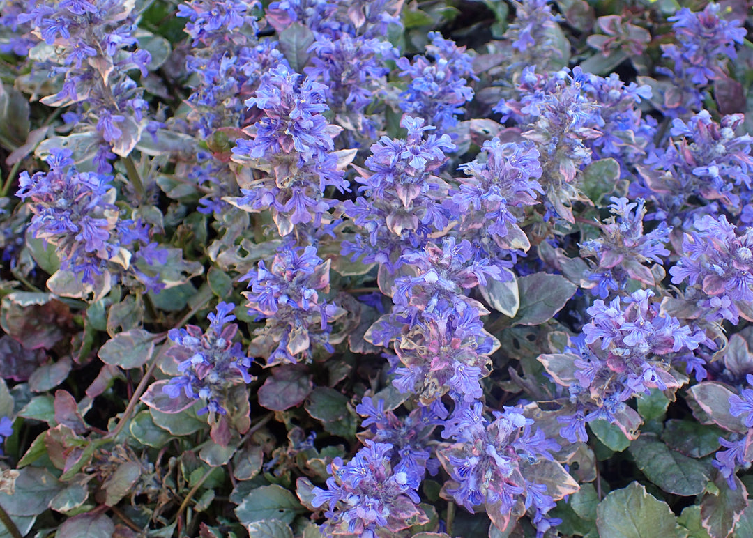 Ajuga Reptans Burgundy Glow 1 Ltr - Bedding - Windyridge Garden Centre