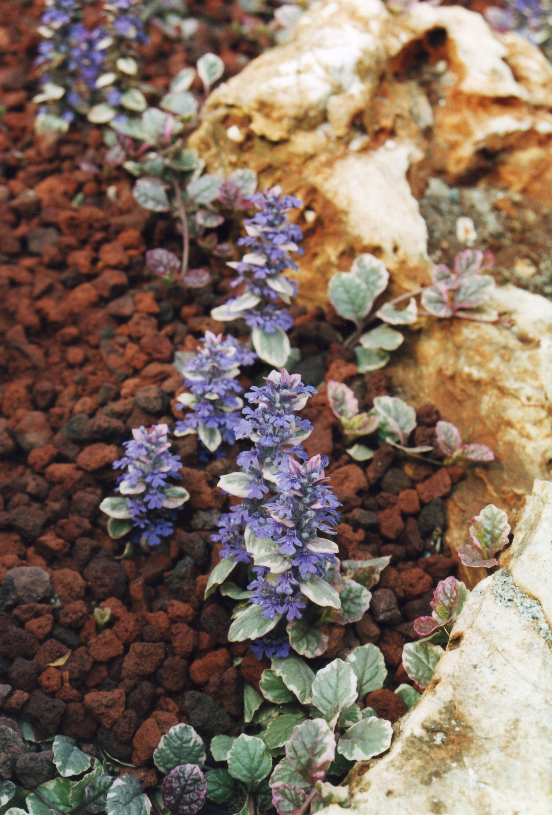 Ajuga Reptans Burgundy Glow 1 Ltr - Bedding - Windyridge Garden Centre
