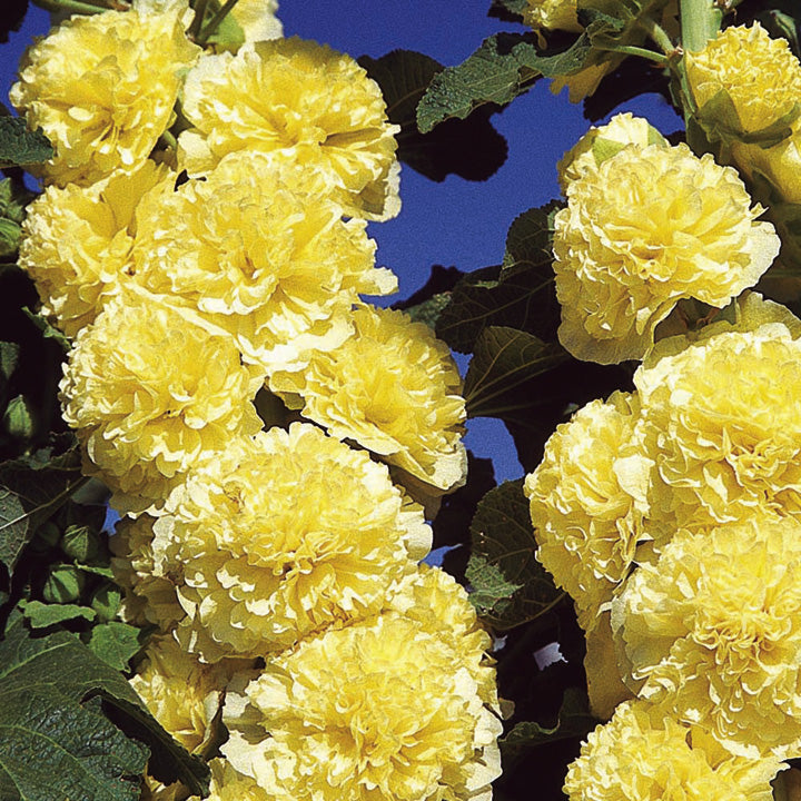 Alcea rosea Yellow