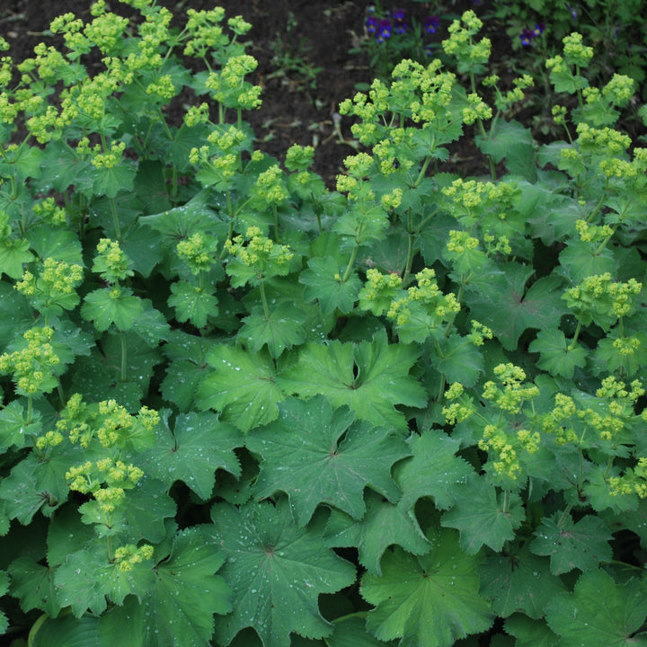 Ladys Mantle Alchemilla Mollis Thriller (2Ltr Pot)