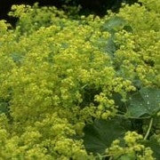 Alchemilla Mollis - Herbaceous - Windyridge Garden Centre