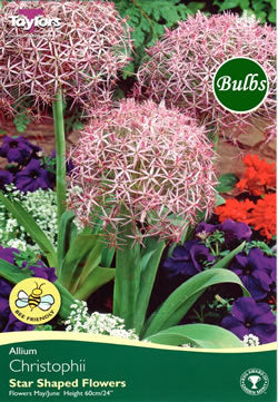 ALLIUM CRISTOPHII 6