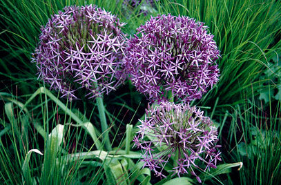 Allium Christophii Loose