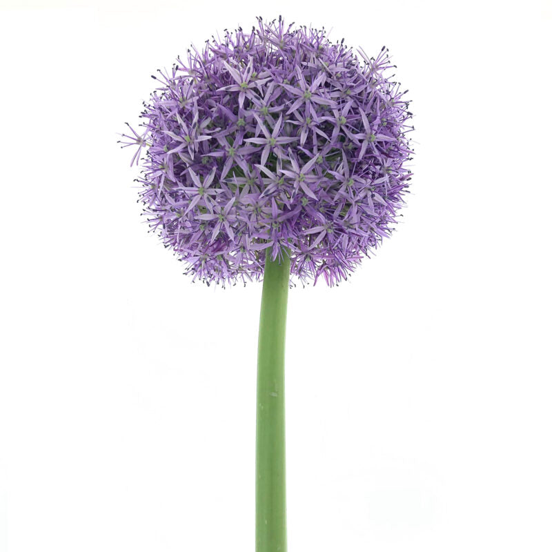 Allium Dutchman