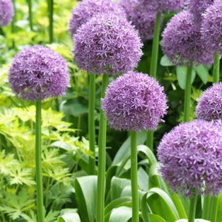 Allium 'Globemaster' - Herbaceous - Windyridge Garden Centre