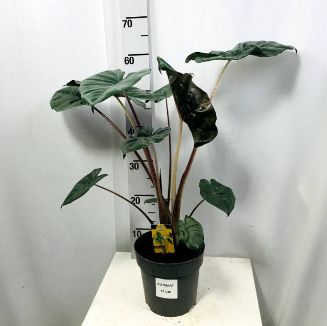 yucatan princess plant indoor care Buy Alocasia Yucatan Princess P17 Online