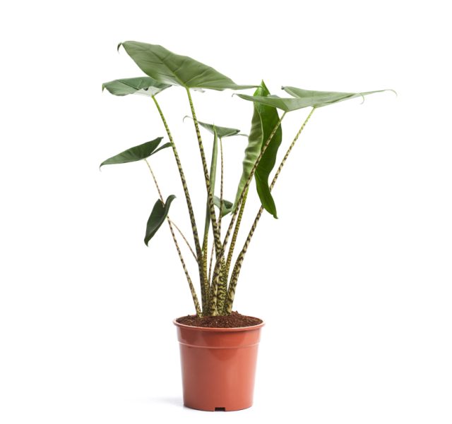 Alocasia Zebrina  P17