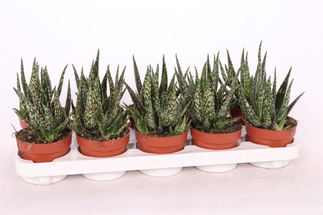 Aloe Red Flame - Indoor Plants - Windyridge Garden Centre