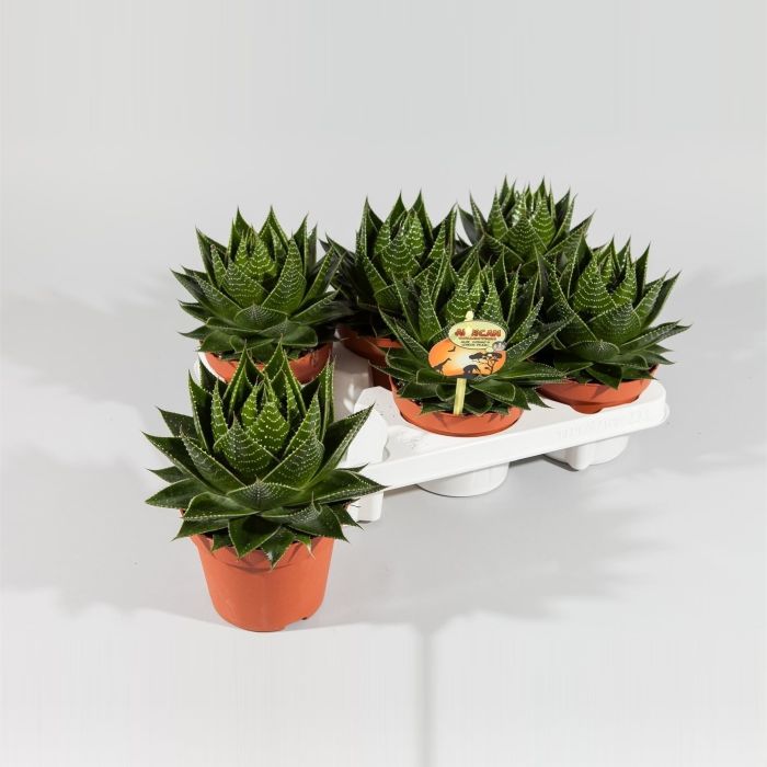 Aloe  Cosmo