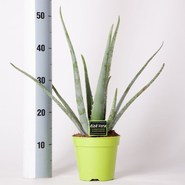 Aloe Vera (15cm Pot)