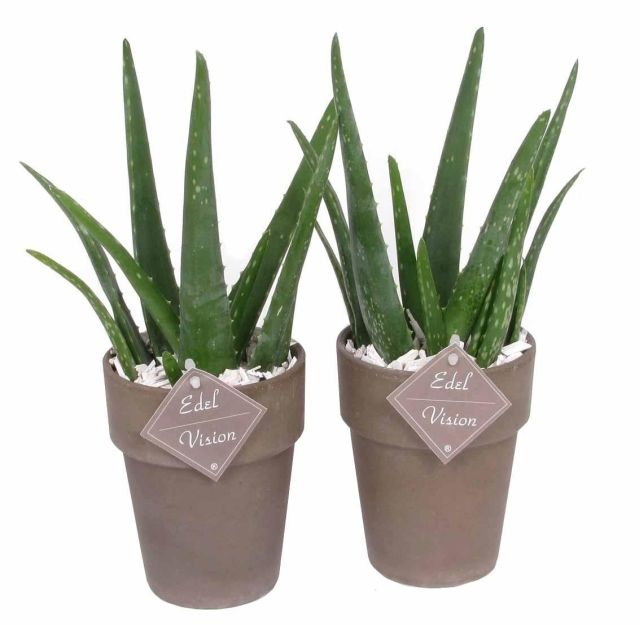 Aloe Vera  Terracotta Pot 10,5 Cm - Indoor Plants - Windyridge Garden Centre