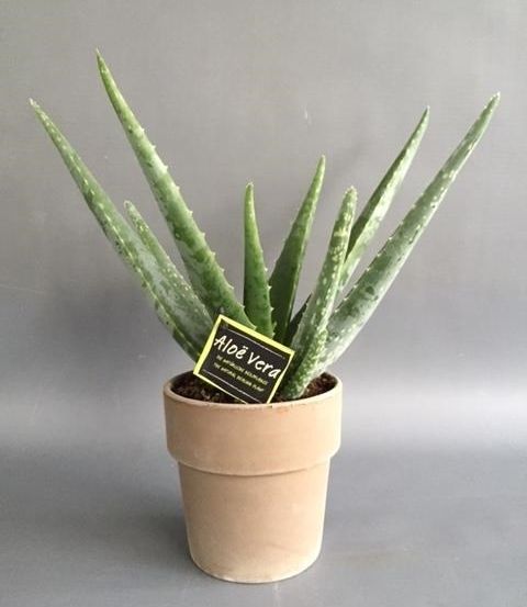 Aloe vera terracotta grey