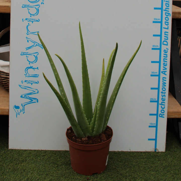 Aloe vera  P17