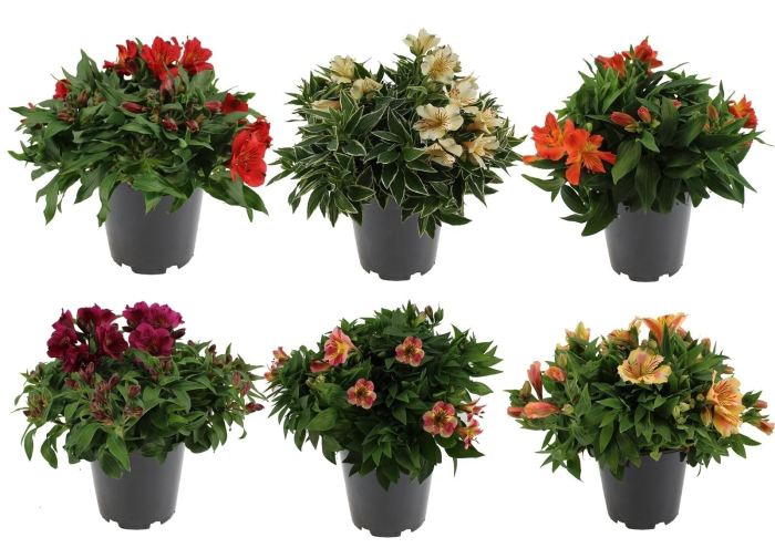 Alstroemeria Colorita mix