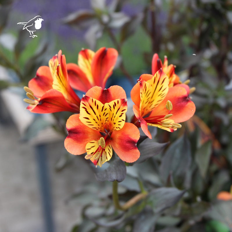 Alstroemeria Indian Summer 3Lt Pot - Herbaceous - Windyridge Garden Centre