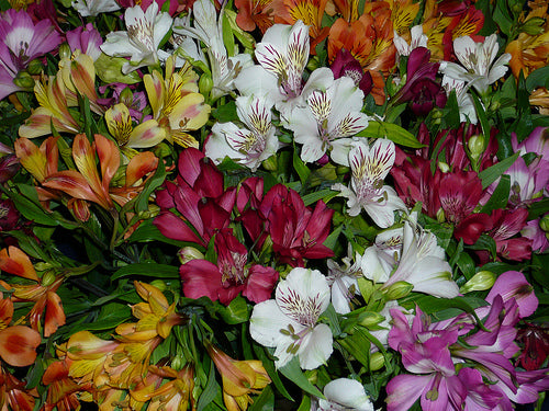 Alstromeria - Herbaceous - Windyridge Garden Centre