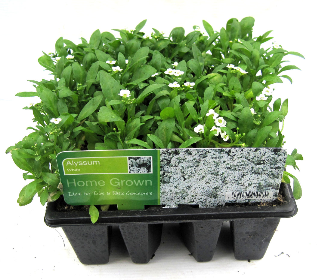 ALYSSUM WHITE 12PK
