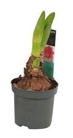 Amaryllis In Cultivars - Indoor Plants - Windyridge Garden Centre