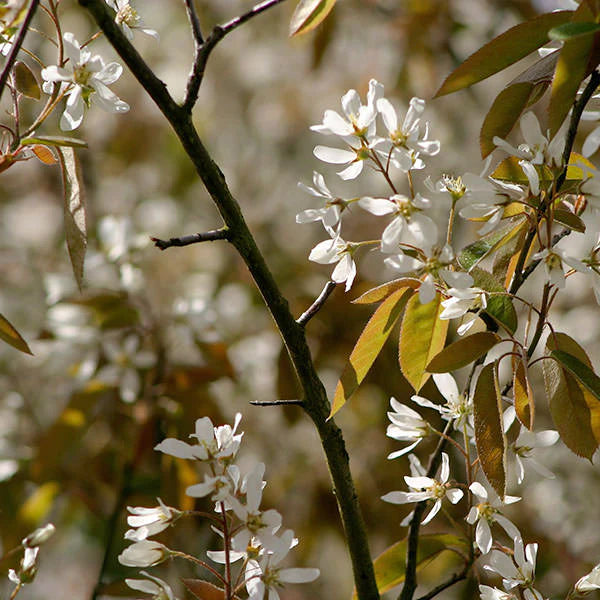 Amelanchier lamarckii