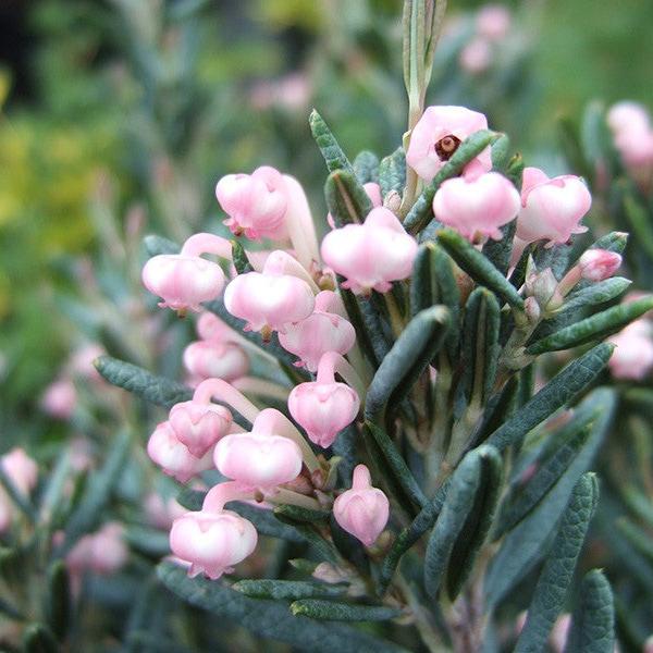 Andromeda Pol. Blue Lagoon  2 Ltr Pot - Shrubs - Windyridge Garden Centre