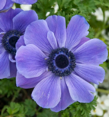 Anemone Harmony Blue