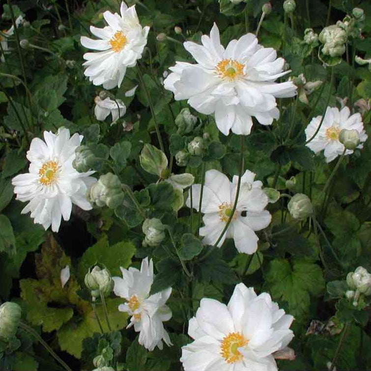 Anemone japonica Whirlwind