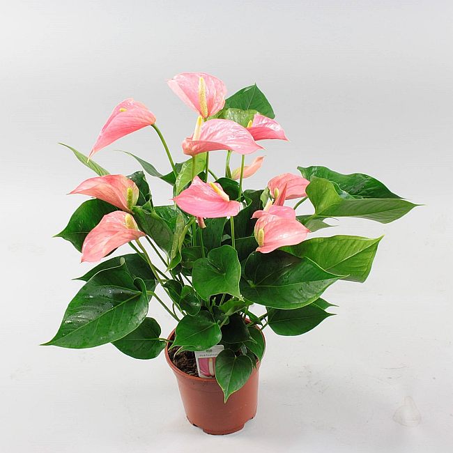 Anthurium  Pink Explosion - Indoor Plants - Windyridge Garden Centre
