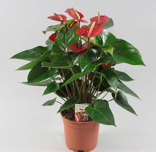 Anthurium And. Bugatti Red - Indoor Plants - Windyridge Garden Centre