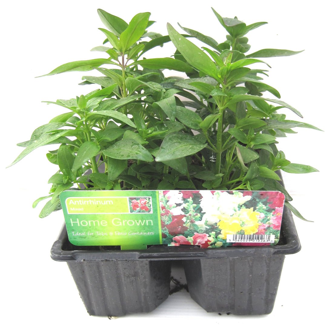 Antirhinium 6Pk - Bedding - Windyridge Garden Centre