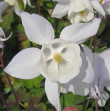 Aquilegia caer. Spring Magic white  P13