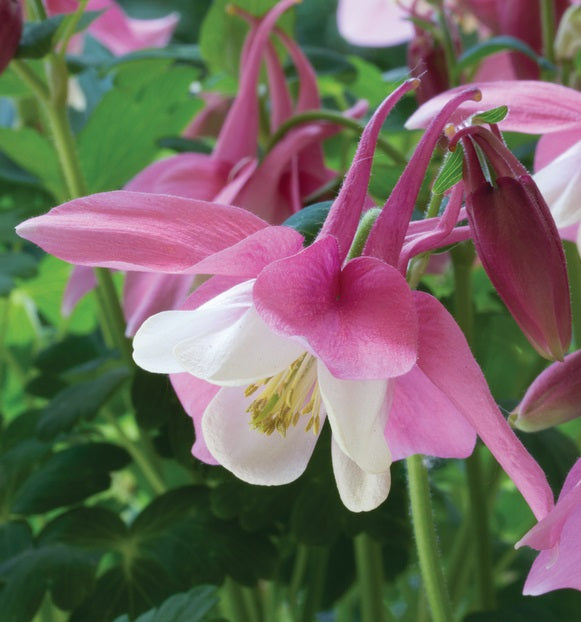 Aquilegia Spring Magic Rose & White