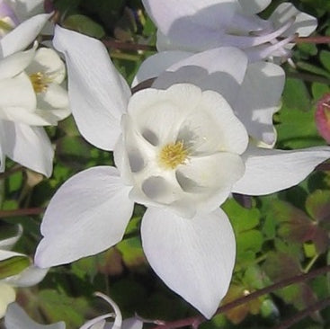 Aquilegia Spring Magic White