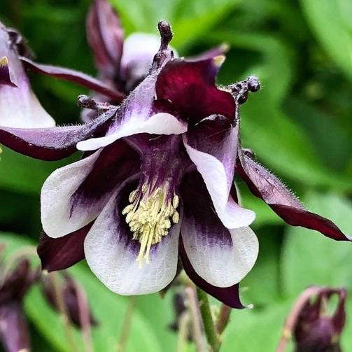 Aquilegia William Guiness - Herbaceous - Windyridge Garden Centre